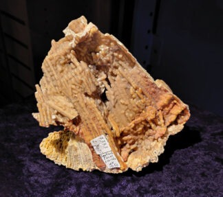 Inventory # WK1650	Florida Agatized Coral Cluster